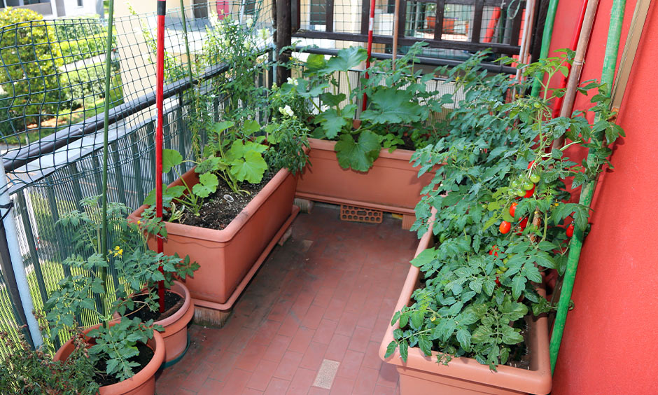Grow home garden vegetable plants in balcony