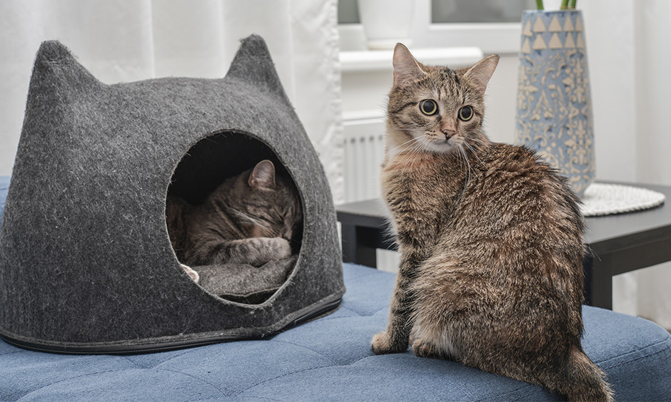 Best cat furniture secret cacoon where they can hide, doze off, play hide and seek