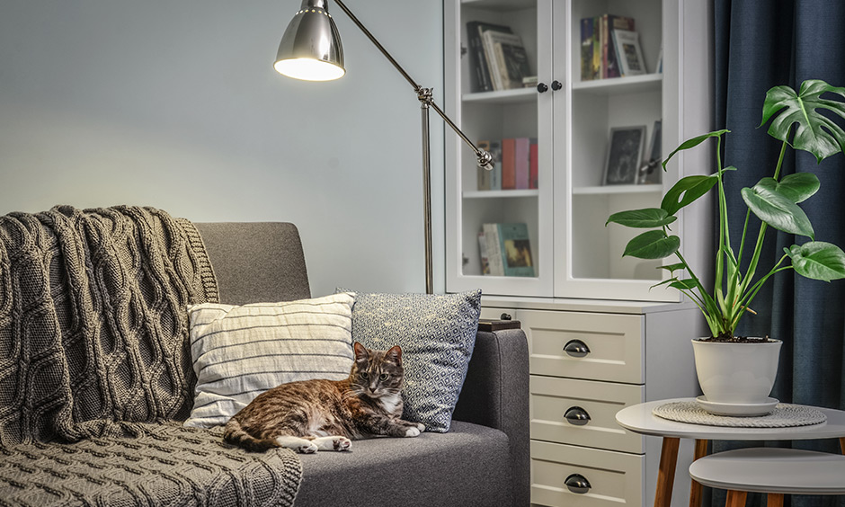 Cat furniture dos and don’ts