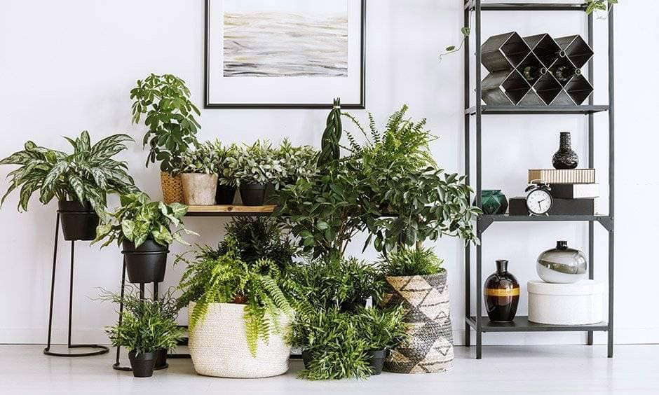 Croton plant varieties with diverse leaf shapes and colors, including popular types like Gold Dust, Petra, and Banana